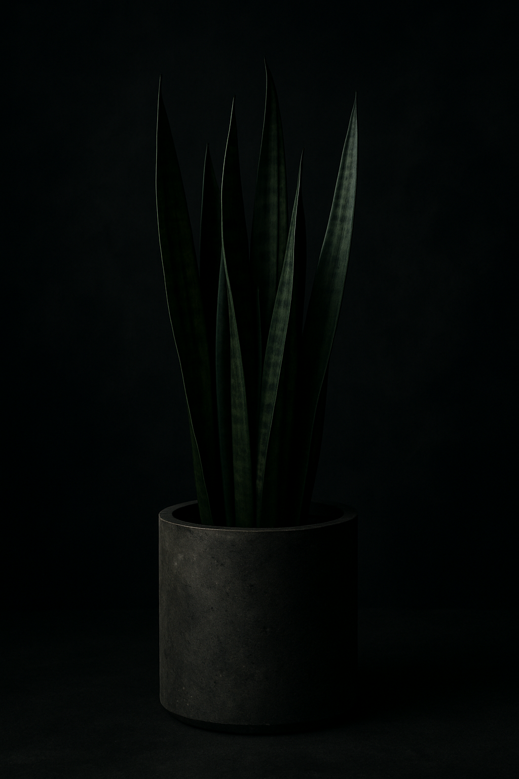 Сансевиерия Лауренти